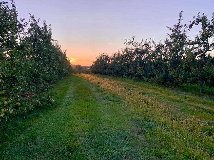 The Best Fruit Trees to Grow in a British Garden