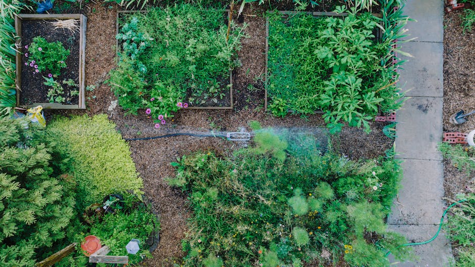 How to Start a Vegetable Garden in Your Back Garden